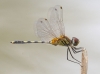 J01_1822 Trithemis pallidinervis male